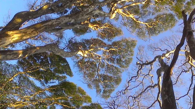 Vista do gramado e das árvores do Parque Vicentina Aranha, em São José dos Campos