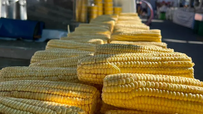 Espigas de milho cozido enfileiradas na banca da Pamonhas do Vale