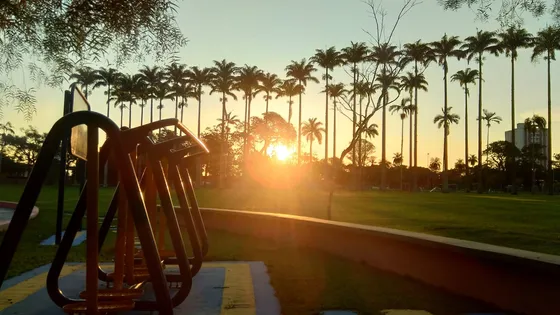 Pôr do sol atrás de uma fileira de palmeiras no gramado do Parque da Cidade, em São José dos Campos, com aparelhos de ginástica em primeiro plano